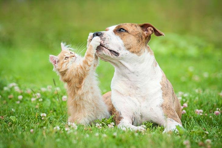American Staffordshire Terrier Lying Outdoors Next To A Kitten That Is Playing With The Dogs Nose