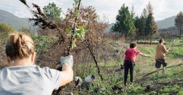 Limpeza Nas Lagoas Figueiro 4