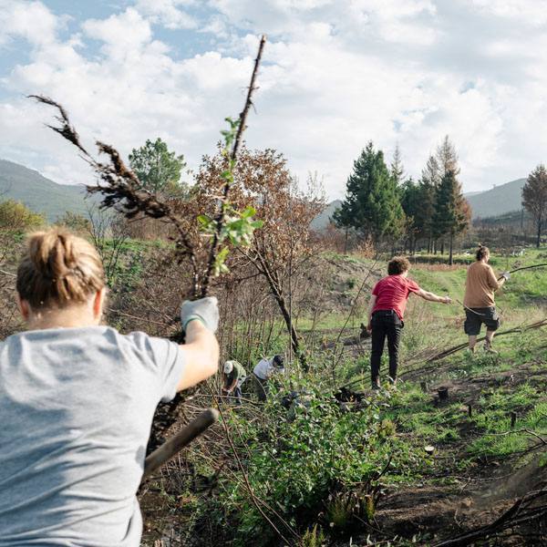 Limpeza Nas Lagoas Figueiro 4