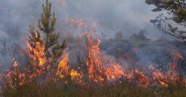 Thumb Incendios 800 450