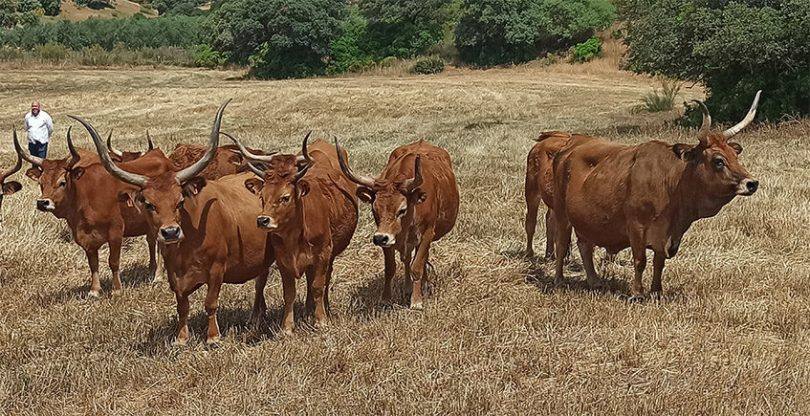 Vacas De Raza Cachena 847x435