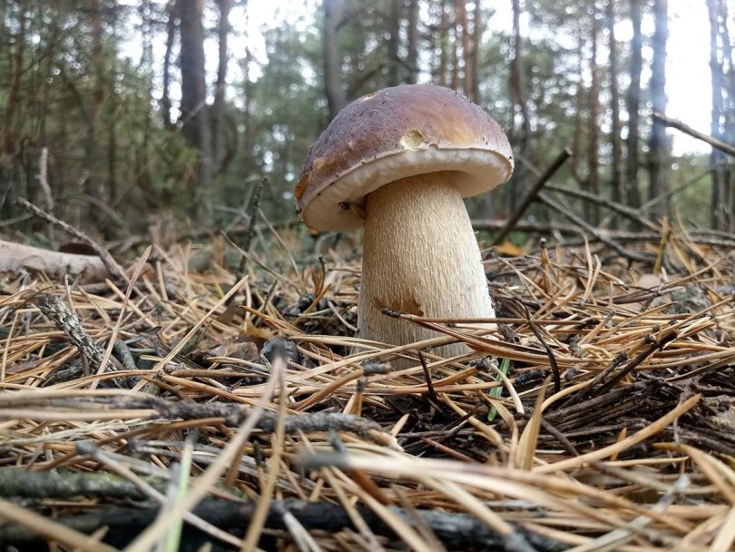 1280px Boletus Edulis Poland