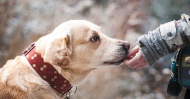 Dog 1861839 1280