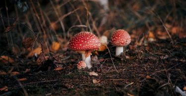 Mushroom 7494036 1280