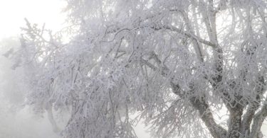 410959686 763510475819333 7630471889941280003 N