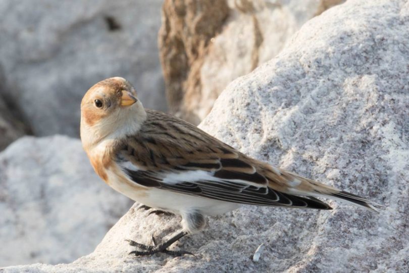 Snowbunting Plectrophenax Nivalis Howardpatterson Ccbyncsa20