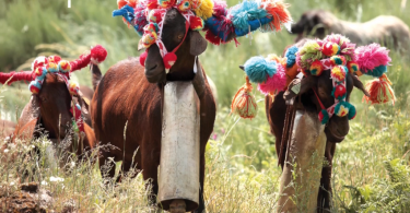 Seia Transumancia 1024x572