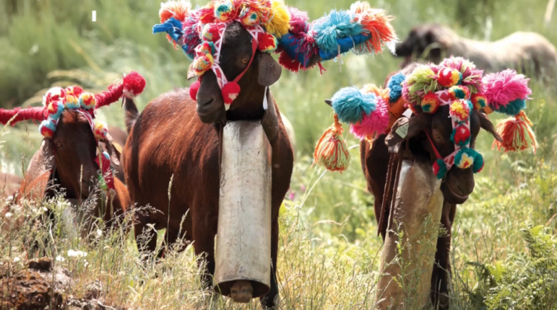 Seia Transumancia 1024x572