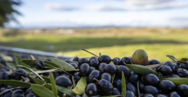 Azeitona Preta Da Beira Baixa Foto Dr95850f75defaultlarge 1024