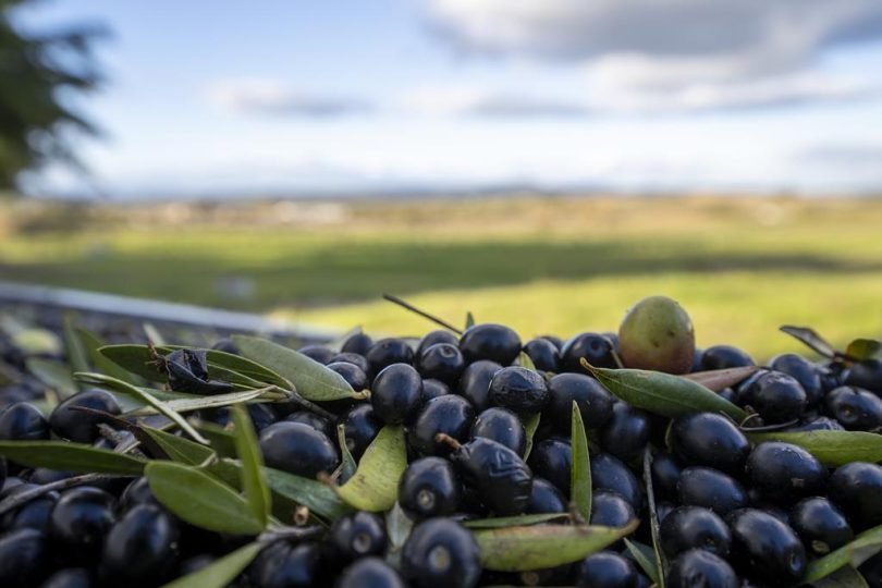 Azeitona Preta Da Beira Baixa Foto Dr95850f75defaultlarge 1024