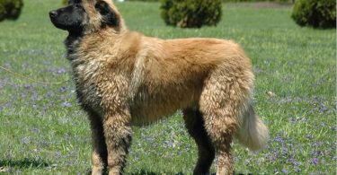 640px Estrela Mountain Dog 6 Month Old Male