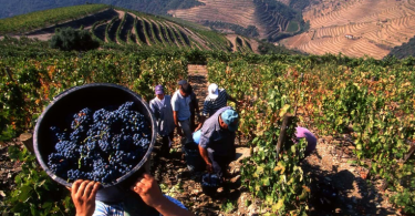 Captura De Ecrã 2024 08 29 121637