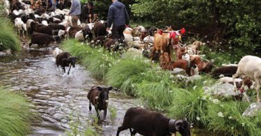 743 Cd Transumancia 02