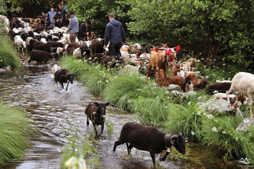 743 Cd Transumancia 02