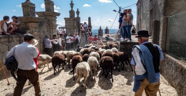 Rebanhos Passam Pelas Ruas De Alpedrinha 1024x768