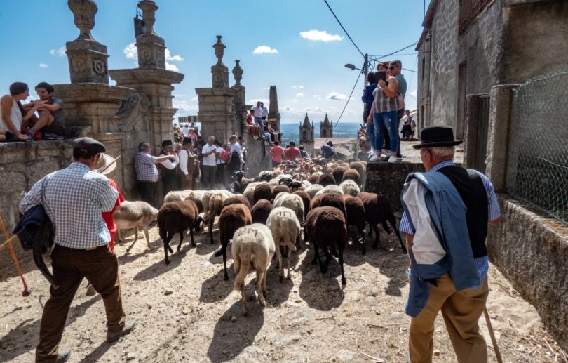 Rebanhos Passam Pelas Ruas De Alpedrinha 1024x768