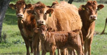 Vacas