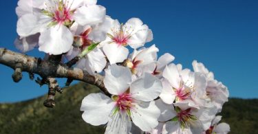 Amendoeiras Em Flor1