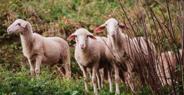 Bonito Ovelha Jovem Cordeiros Na Natureza Na Eslovaquia Fazenda Com Ovelhas Com Lindas Las Animais 701261 394