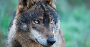 Depositphotos 146620285 Stock Photo Iberian Wolf Portrait Canis Lupus