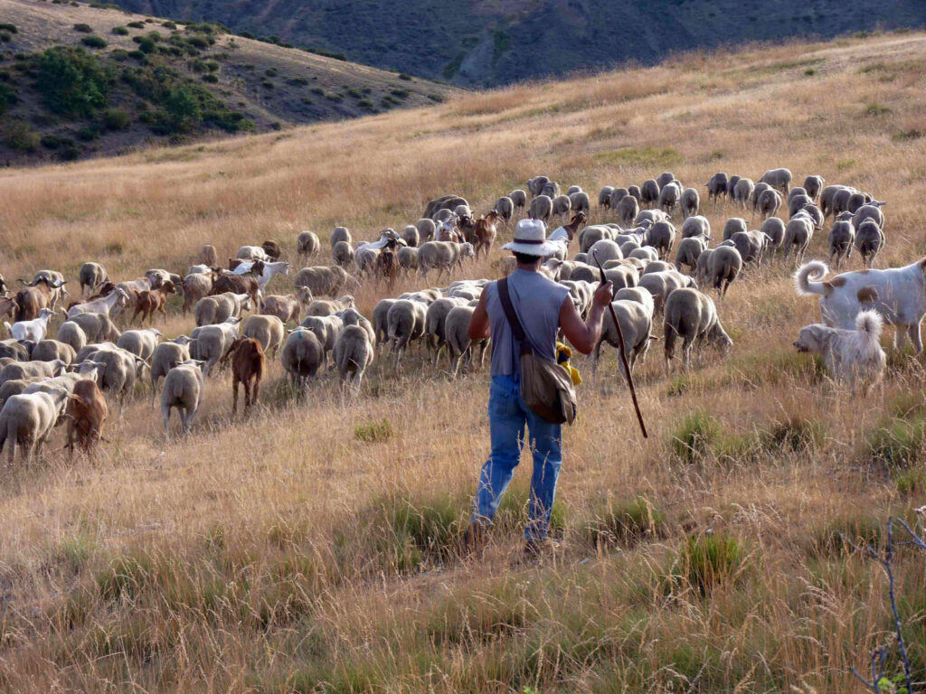 Governo apoia pastores com 30 milhões de euros por ano para controlar risco de incêndios