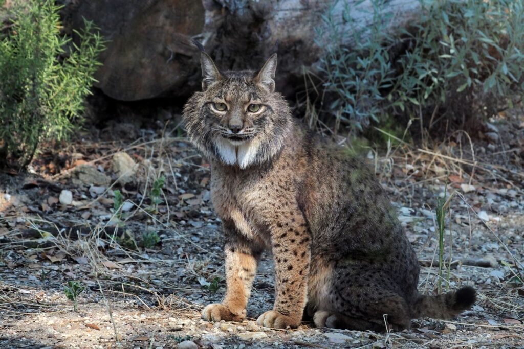 Projeto de reintrodução do lince ibérico vai chegar à Serra da Malcata
