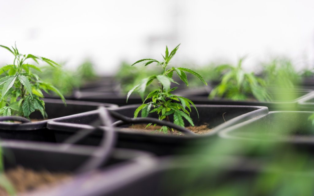 O CBD no dia a dia: o que vale a pena saber antes de comprar