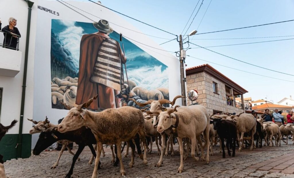 Festa da Transumância em Fernão Joanes