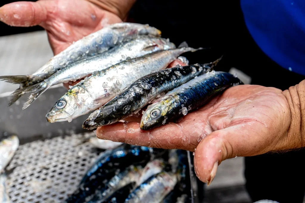 Cativelos (Gouveia) recebe Festa das Vindimas e Sardinha
